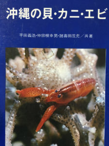沖縄の貝・カニ・エビ