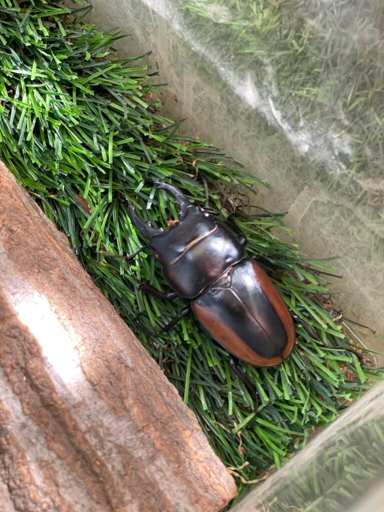 ハスタートノコギリクワガタ
