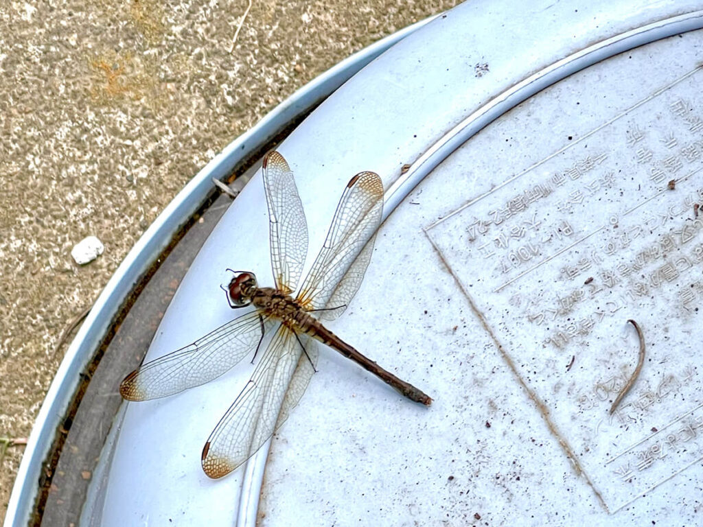 アキアカネ